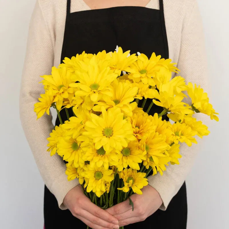 Chrysanthemum - Santini Rossi Sunny (10 Stems)