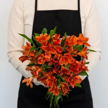 Burnt Red Alstroemeria - Peruvian Lilies (20 Stems)