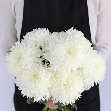 Chrysanthemum - Grand White (10 Stems)