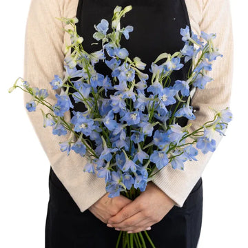 Delphinium - Light Blue (5 Stems)