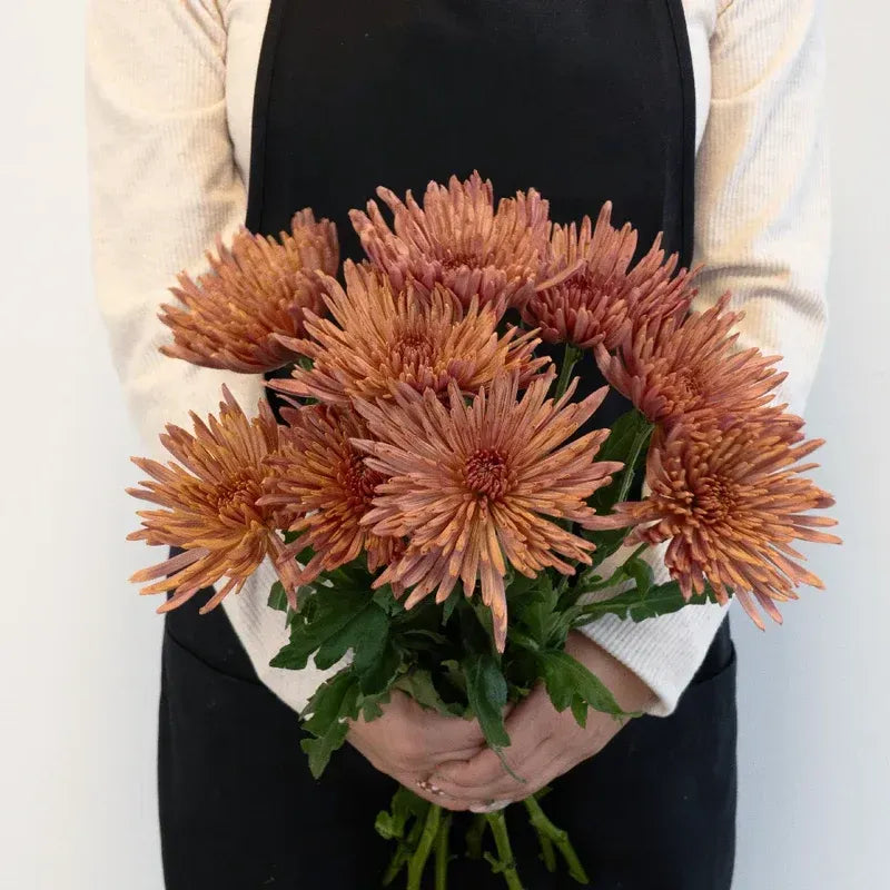 Chrysanthemum- Tierra (10 Stems)