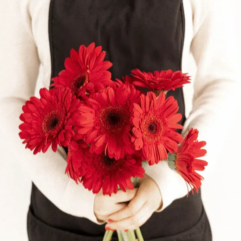 Gerbera - Red (10 Stems)