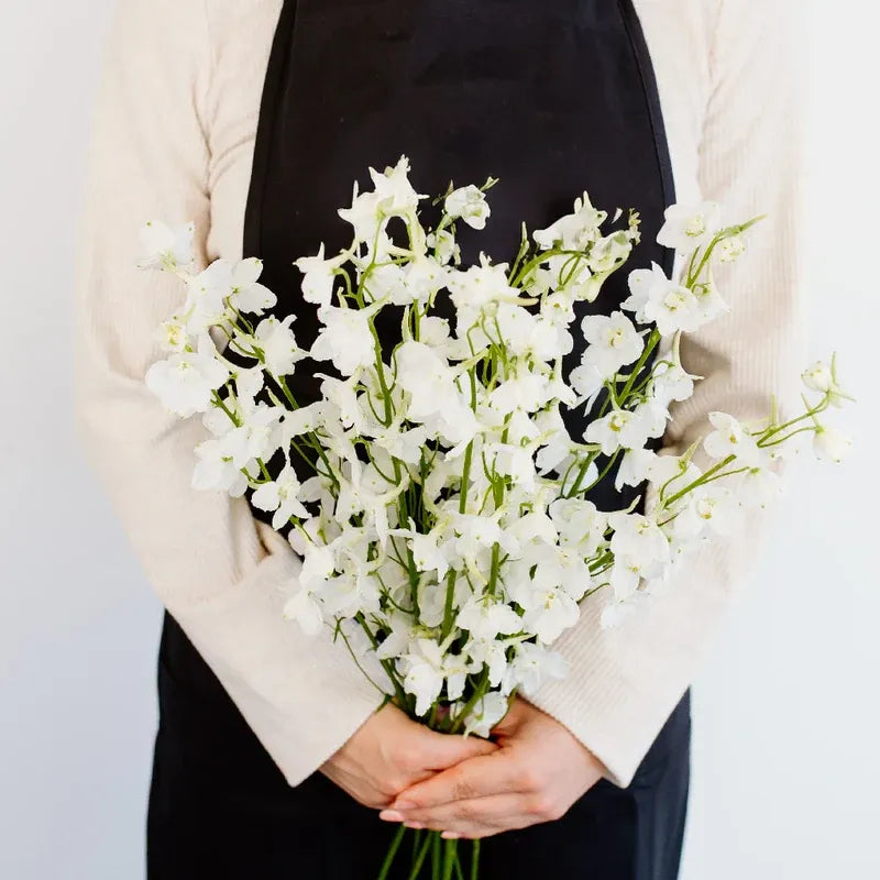 Delphinium - Royal White (7 Stems)