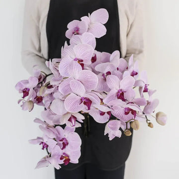 Phalaenopsis - Purple Orchids (1 Stem)