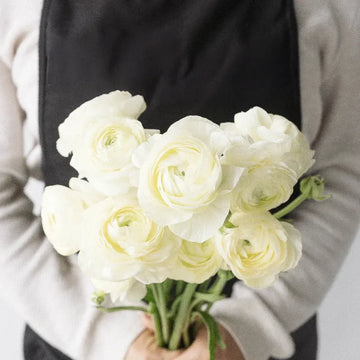 Ranunculus - Champagne (10 Stems)