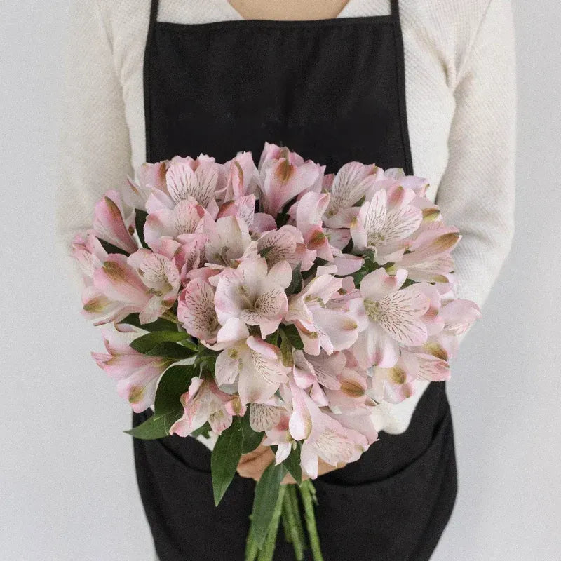 Baby Pink Alstroemeria - Peruvian Lilies (20 Stems)