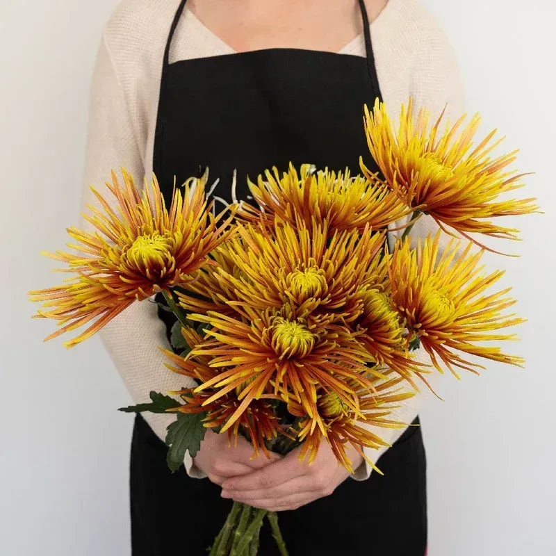 Chrysanthemum - Saffina (14 Stems)