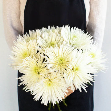 Chrysanthemum - White Spider (10 Stems)