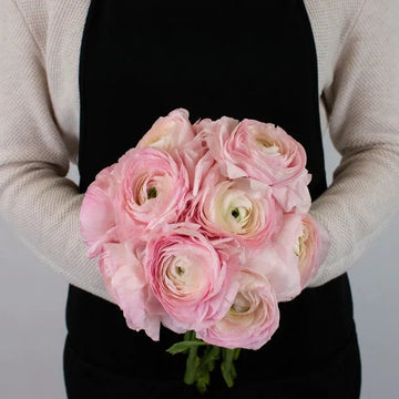 Ranunculus - Favola Cloony (10 Stems)