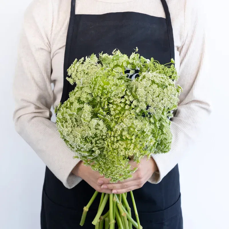 Ammi Majus (10 Stems)