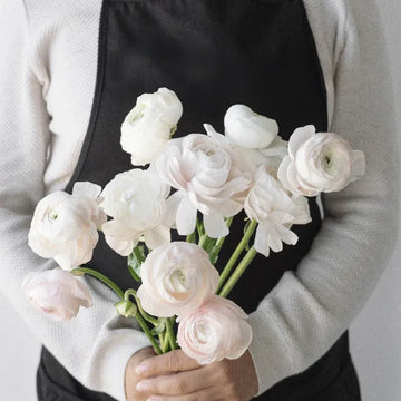 Ranunculus - Blush Italian Cloony (10 Stems)