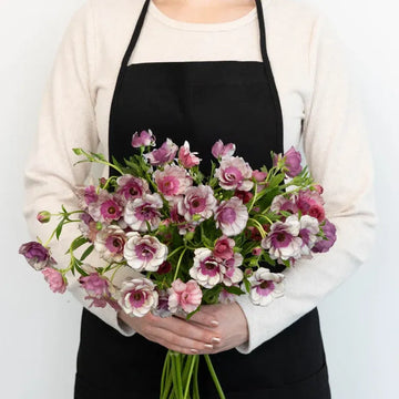 Ranunculus - Silver Magenta Butterfly (10 Stems)