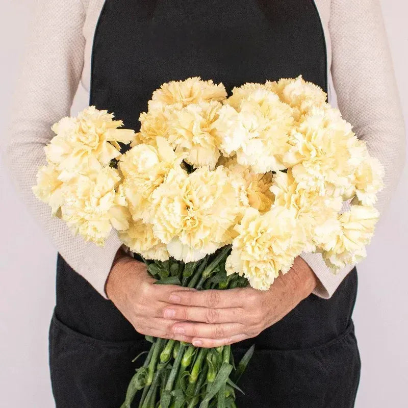 Carnations - Champagne (25 Stems)