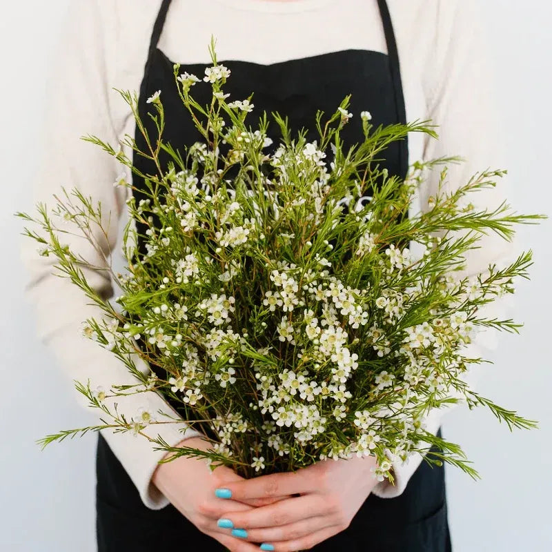 Chamelaucium - White Wax Flower (25 Stems)