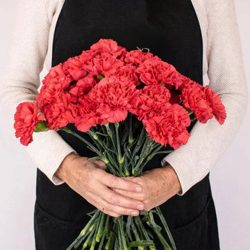 Carnation - Red (25 Stems)