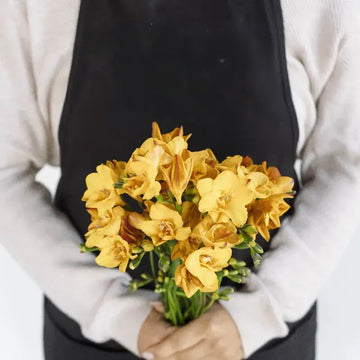 Yellow Freesia Flower (10 Stems)