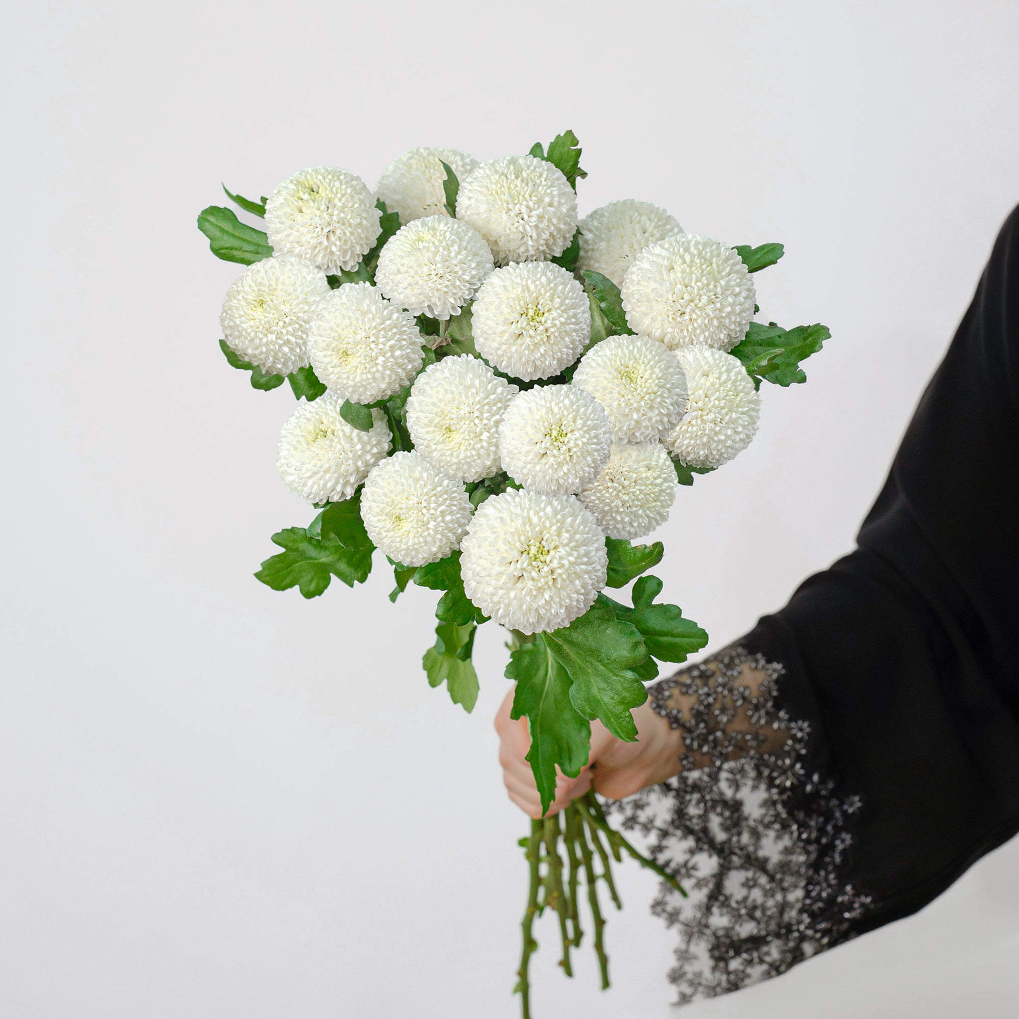 Chrysanthemum - White ( 10 Stems )