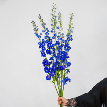 Delphinium - Blue ( 5 Stems )