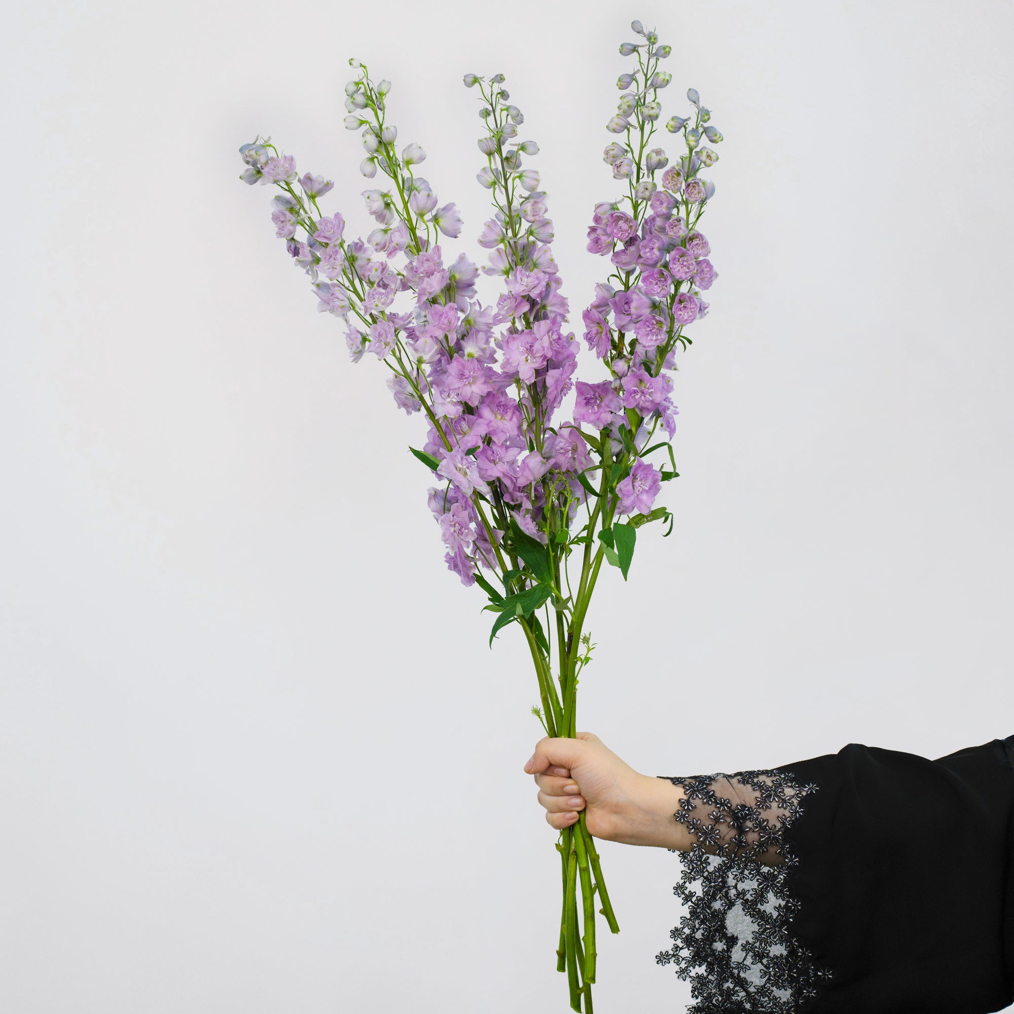 Delphinium - Lavender ( 5 Stems )