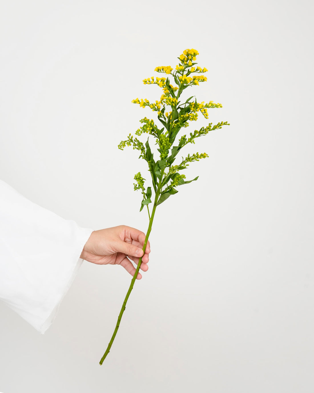 Solidago Golden Glory - 10 Stems