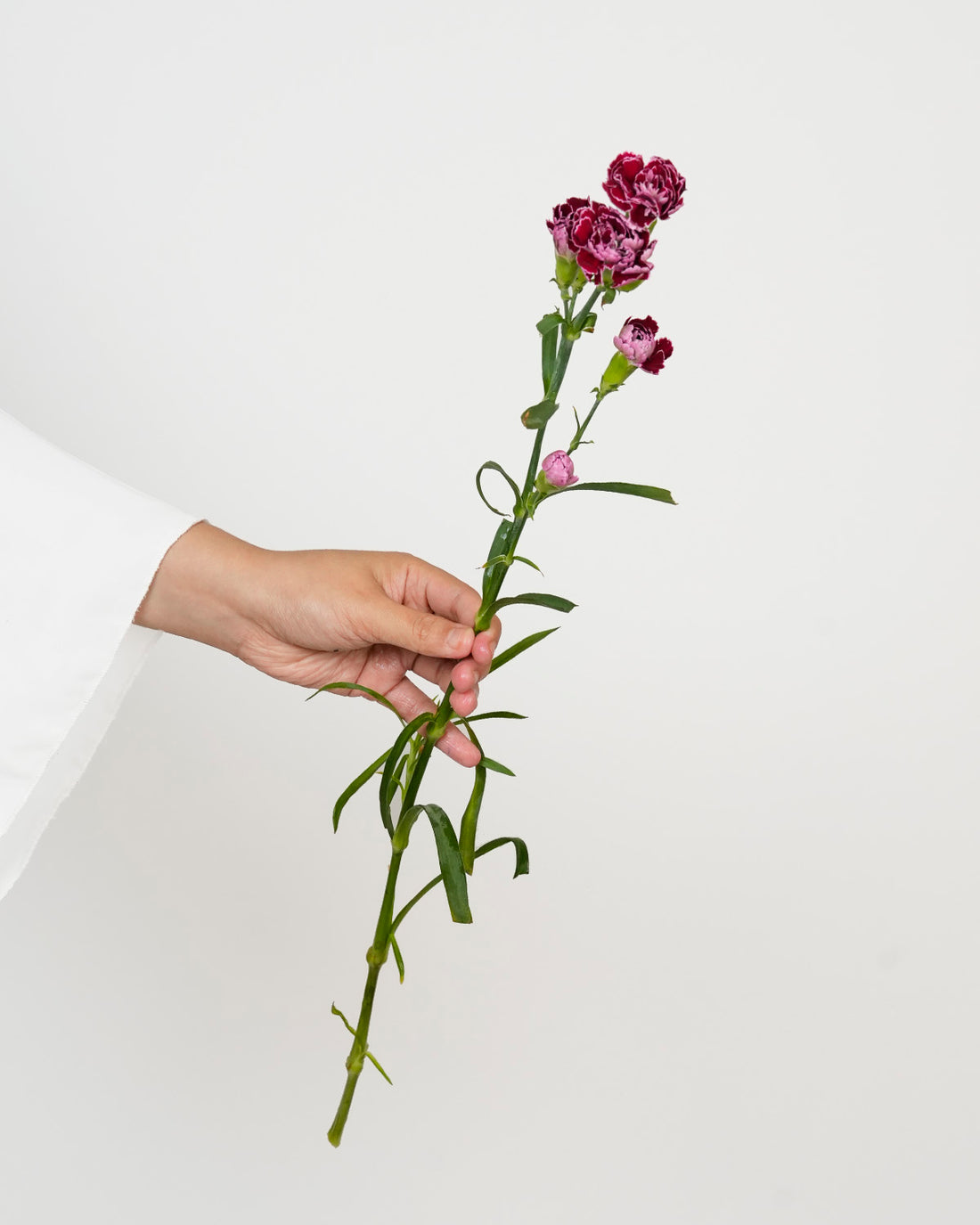 Spray Carnation Double Color Purple - 20 Stems