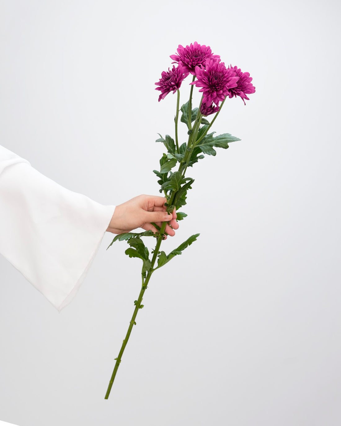 Chrysanthemum Spray Dark Purple - 10 Stems