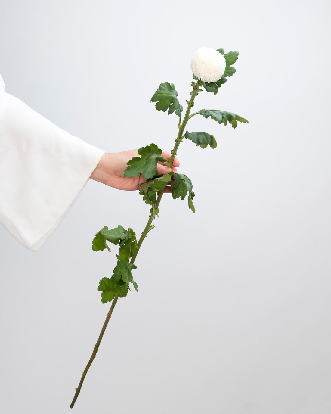 Chrysanthemum Ping Pong White - 10 Stems