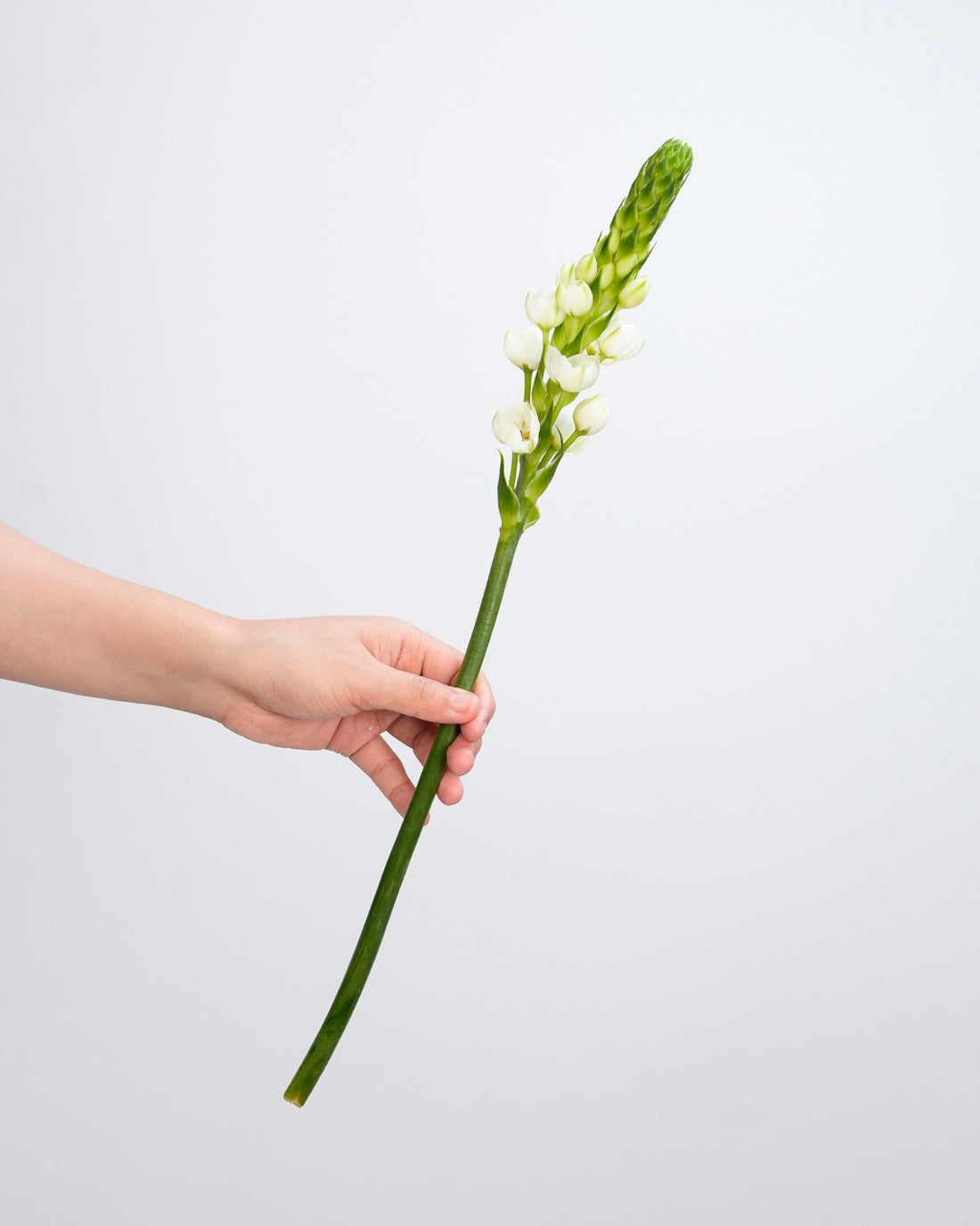 Ornithogalum - 10 Stems