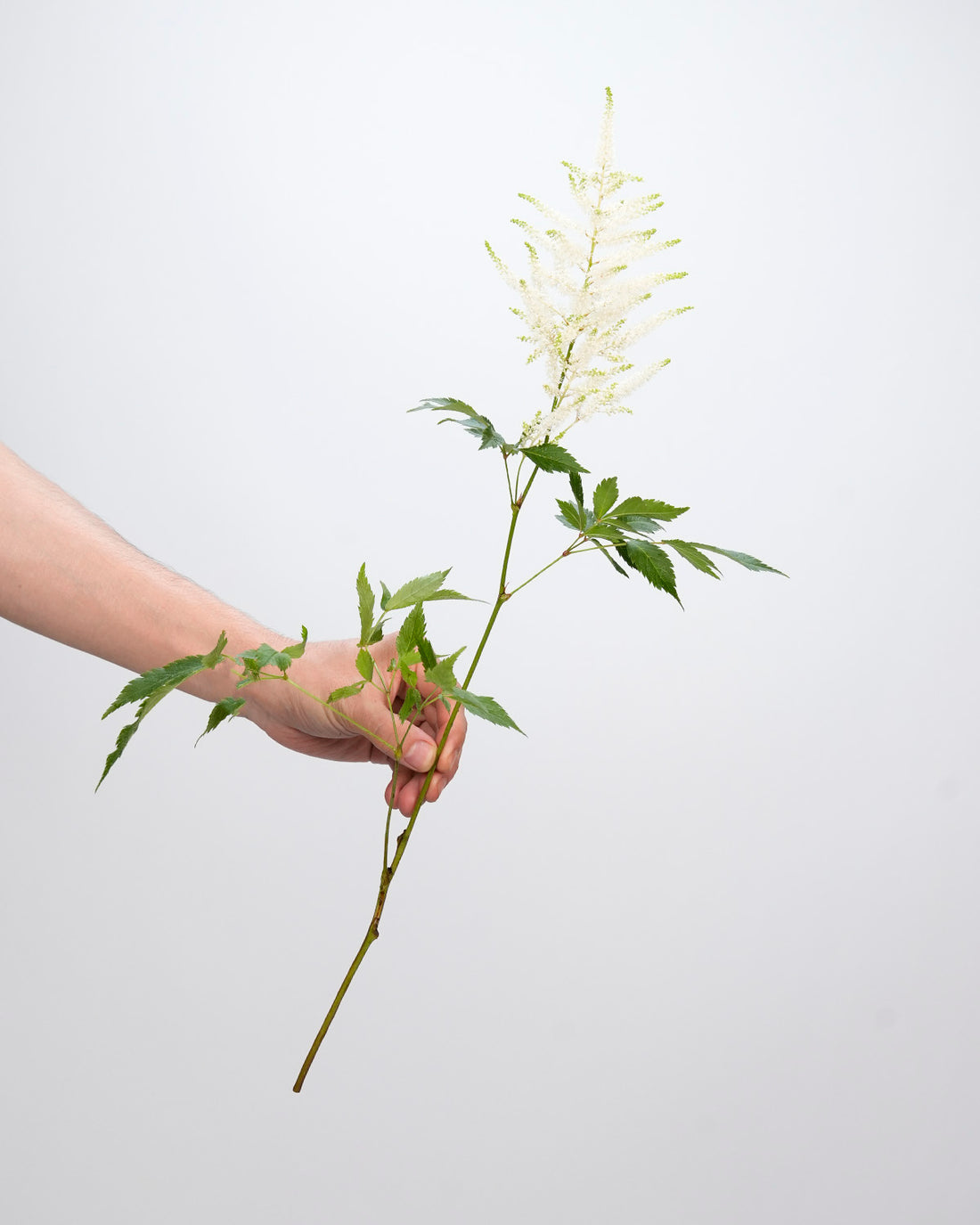 Astilbe White - 10 Stems