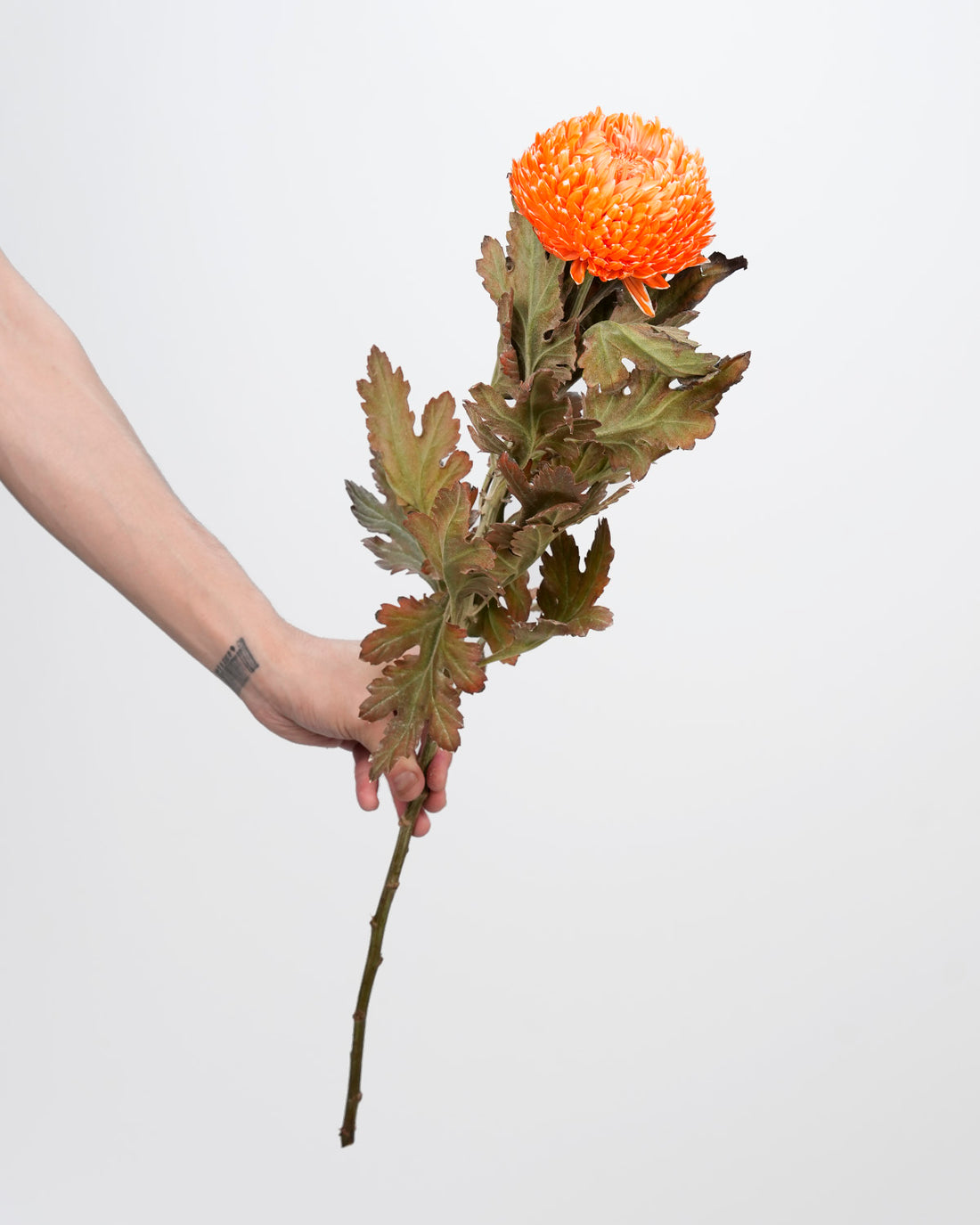 Chrysanthemum Peony Orange - 5 Stems