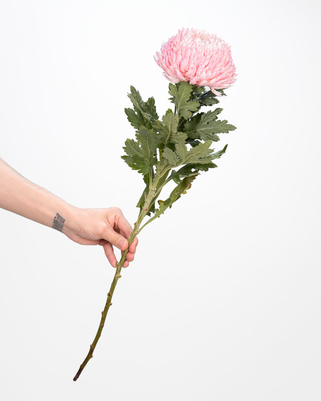 Chrysanthemum Peony Light Pink - 5 Stems