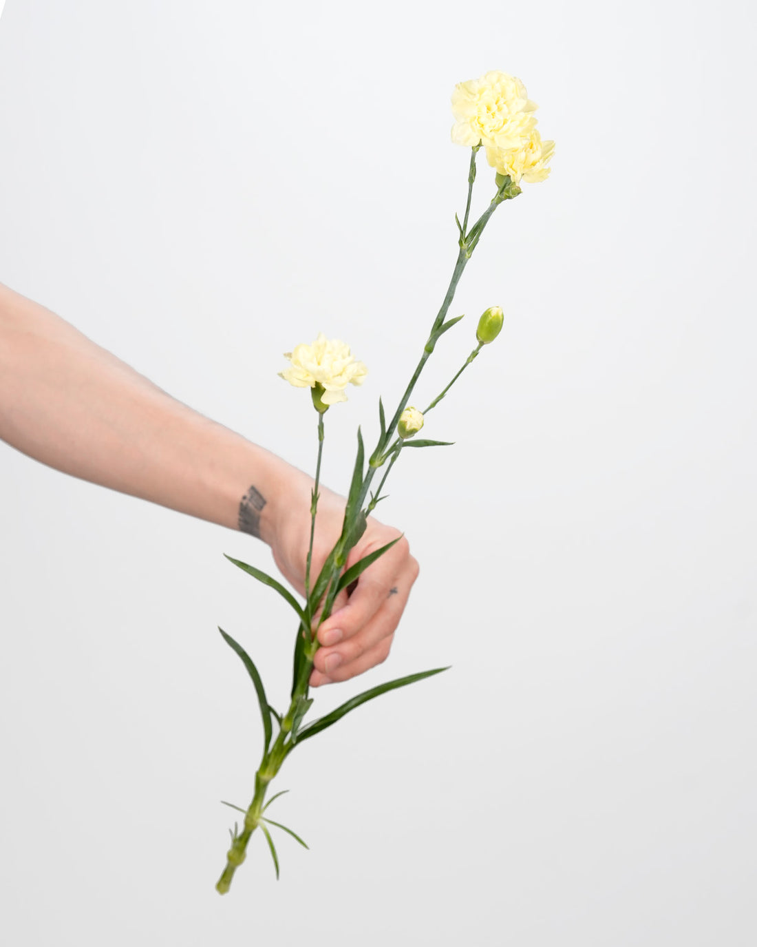 Spray Carnation Light Yellow - 20 Stems
