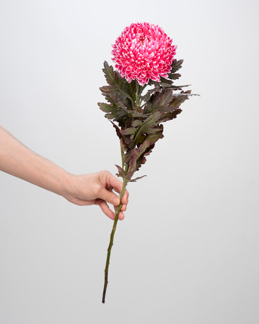 Chrysanthemum Peony Pink - 5 Stems
