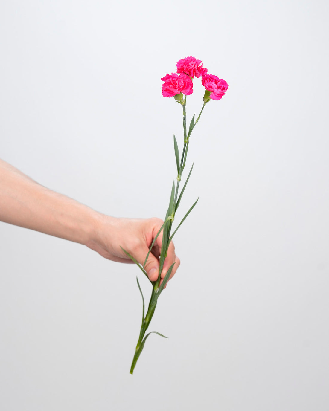 Spray Carnation Dark Pink - 20 Stems
