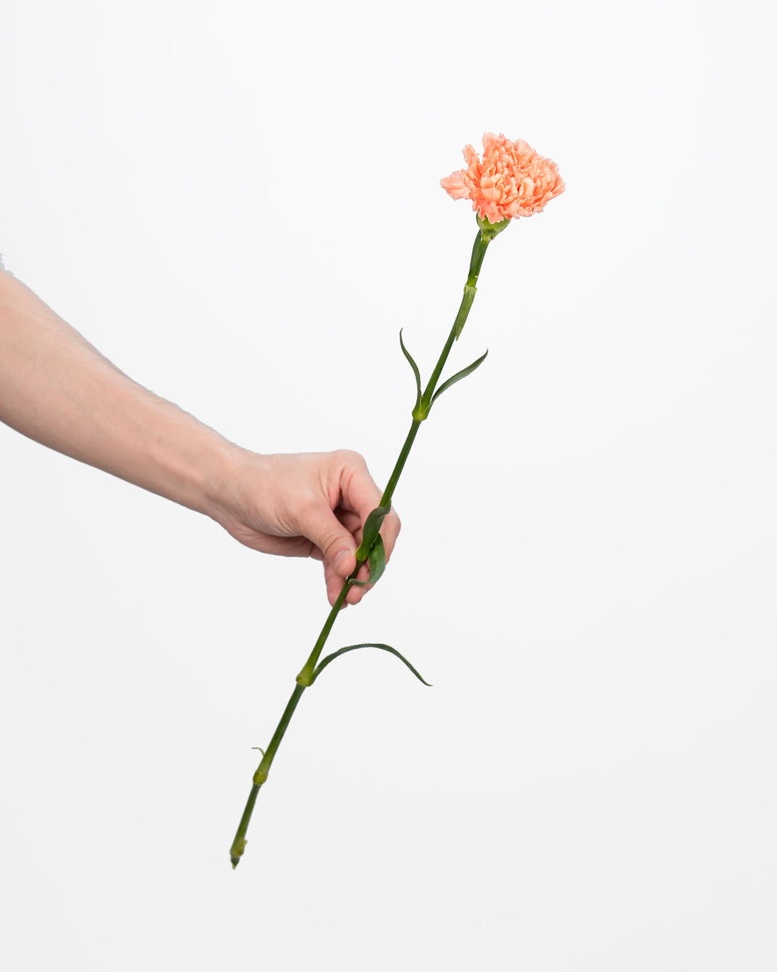 Carnation Salmon Orange - 20 Stems