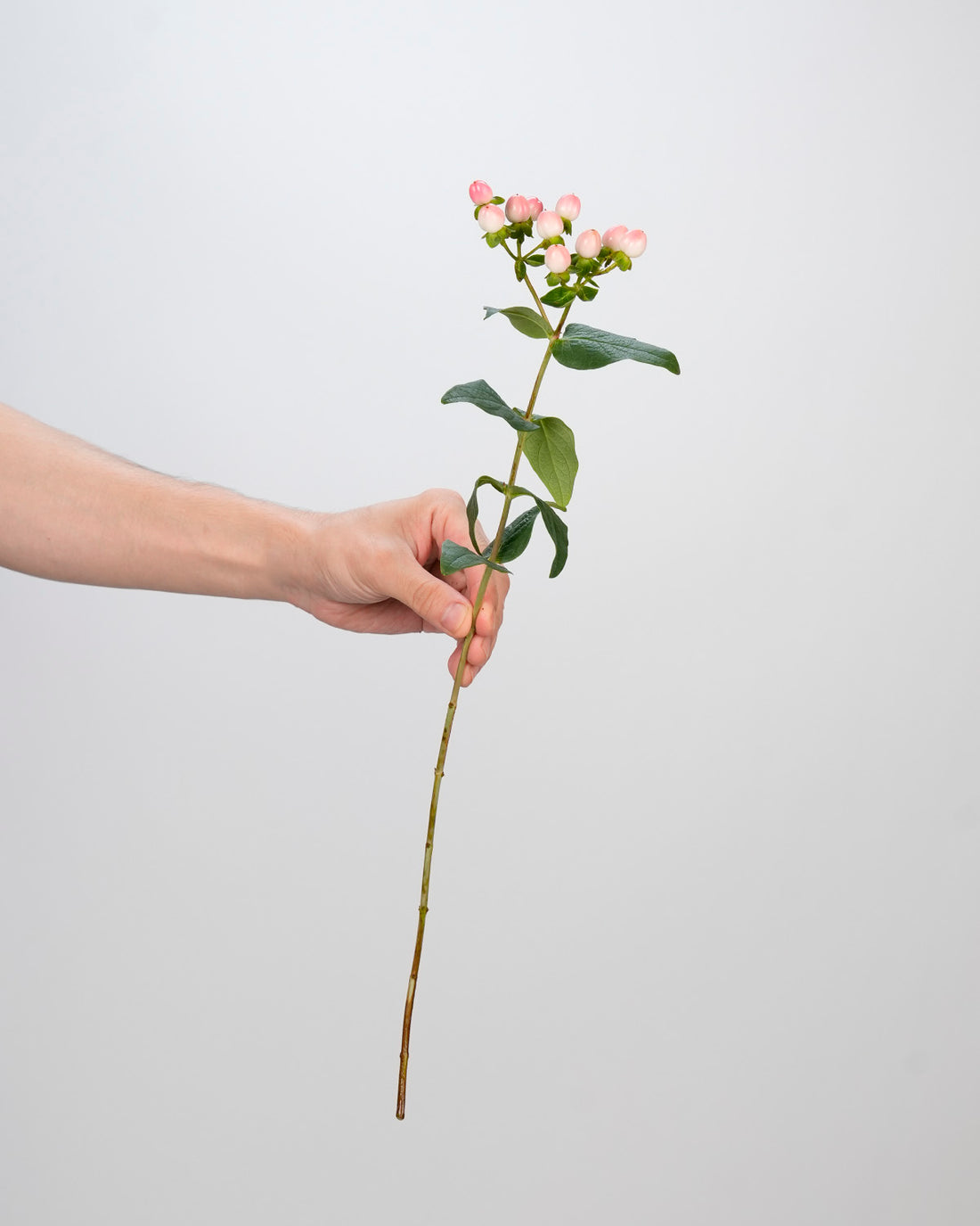 Hypericum Light Pink - 10 Stems