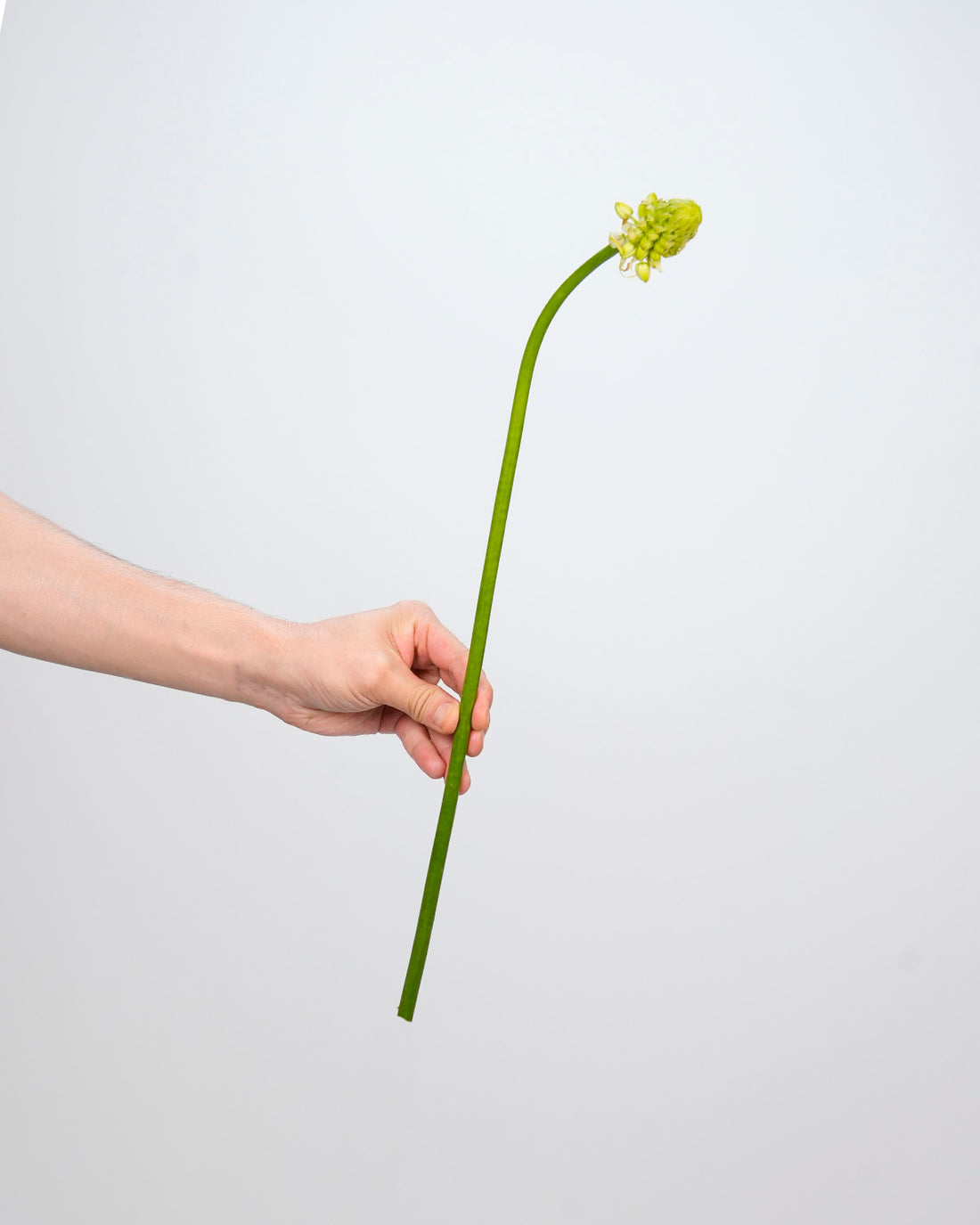 Ornithogalum - 10 Stems
