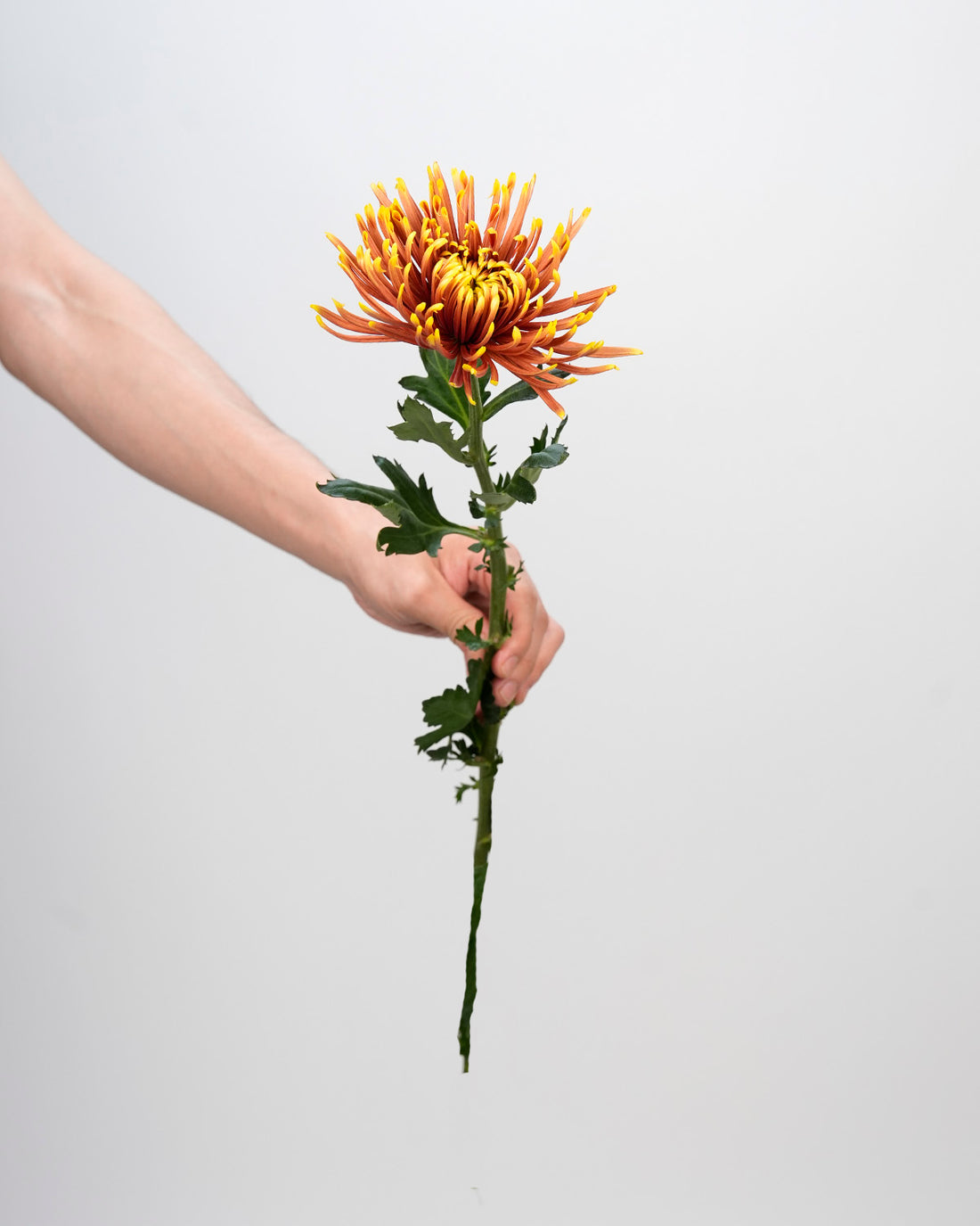 Chrysanthemum Spider Orange Double Color - 10 Stems