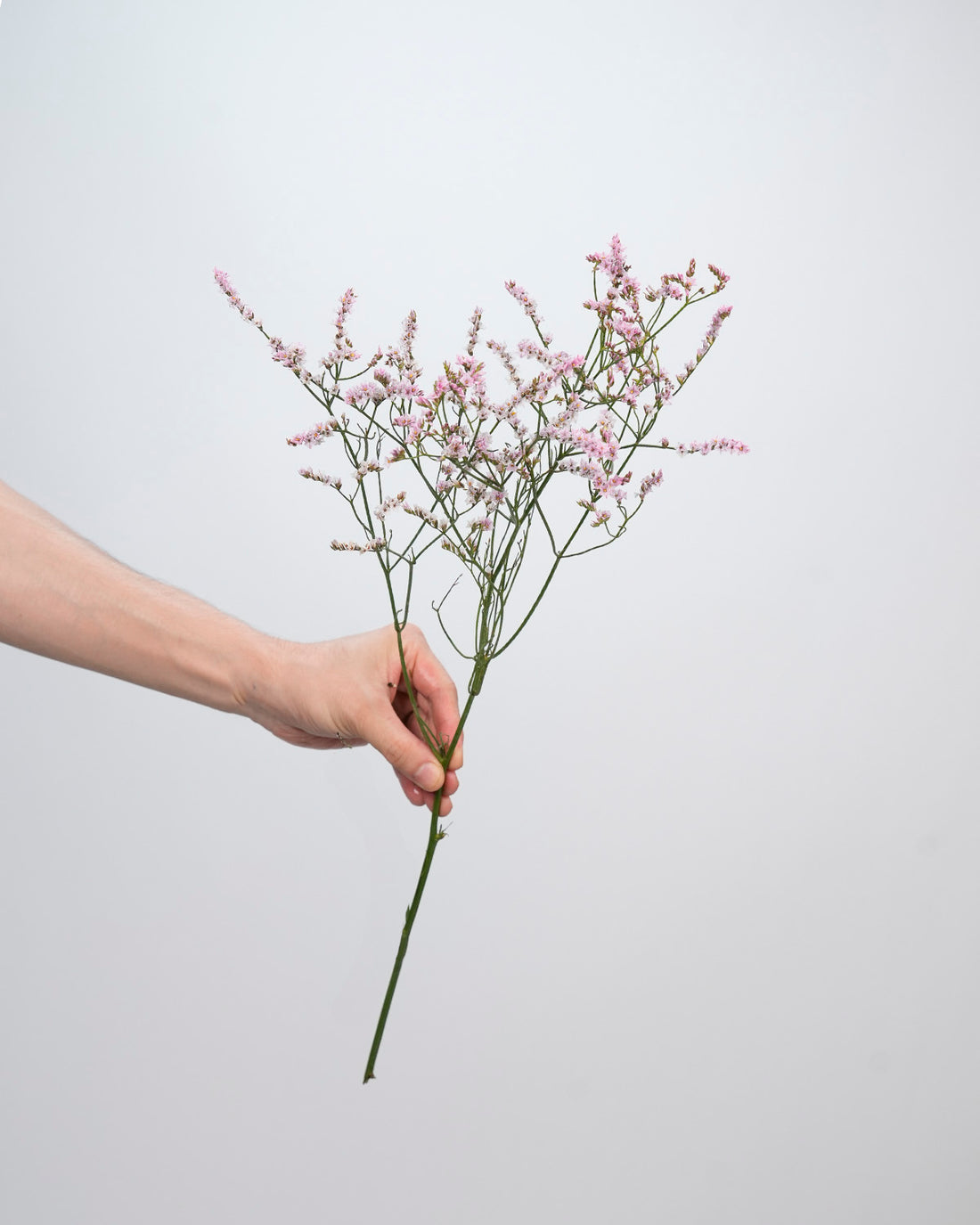 Limonium Pink - 25 Stems