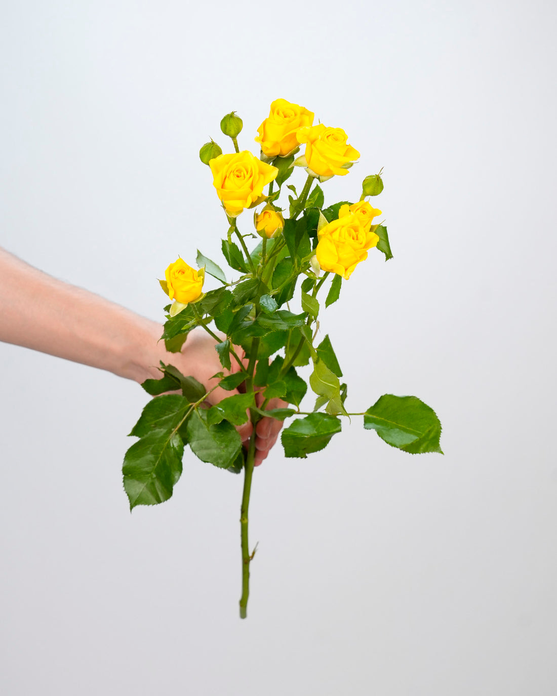 Spray Rose Yellow - 10 Stems