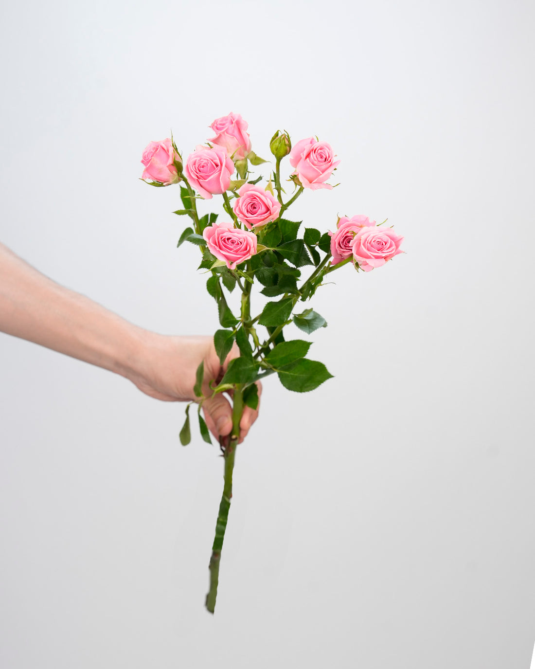 Spray Rose Light Pink - 10 Stems