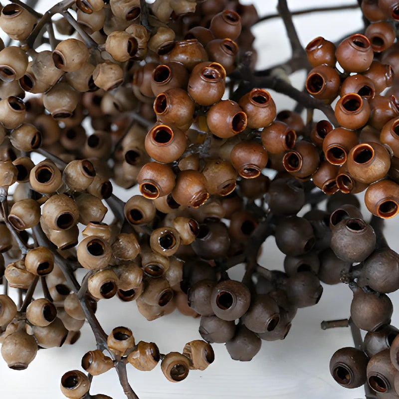 Brown Dried Berries (1 Bunch)