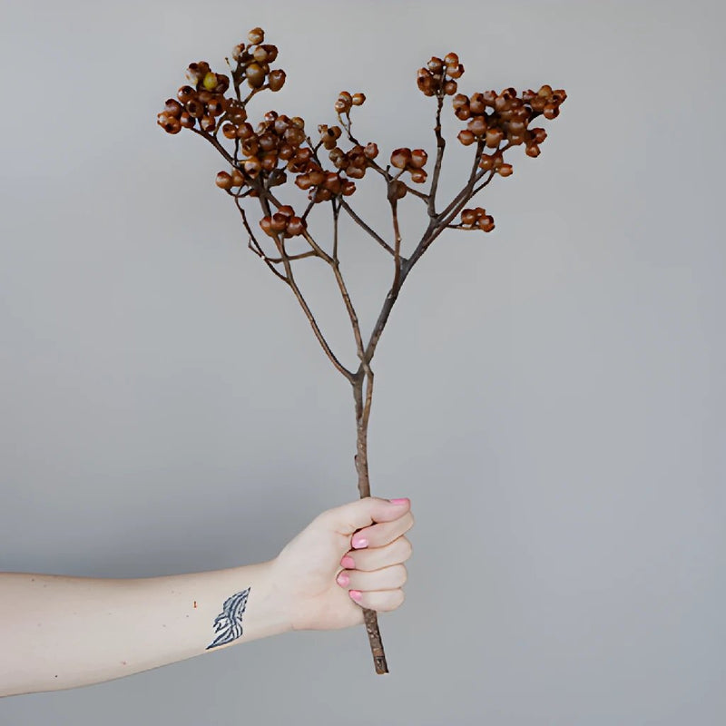 Brown Dried Berries (1 Bunch)