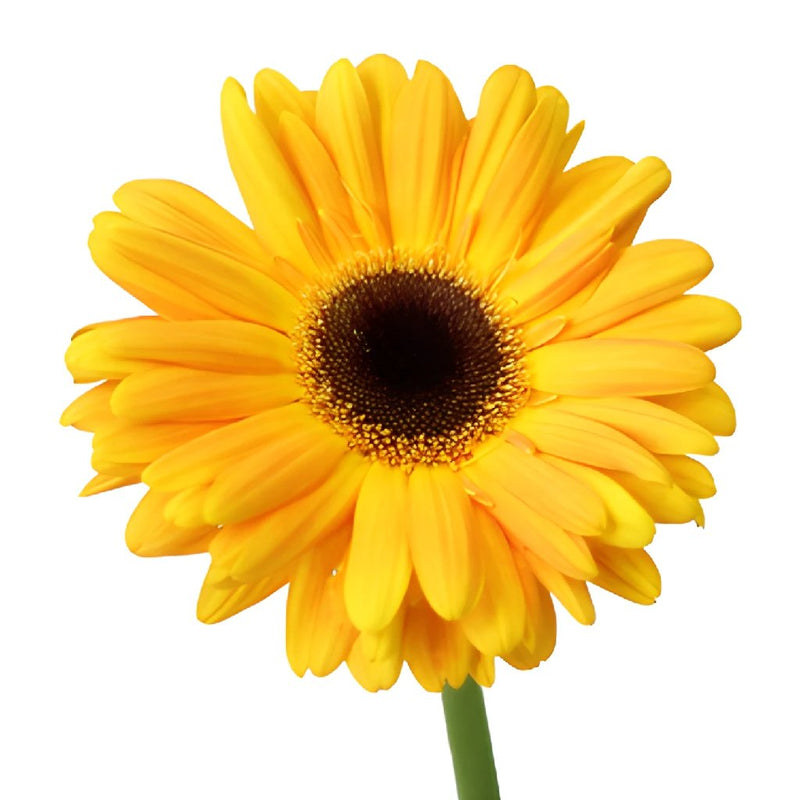 Gerbera - Bright Sunflower (10 Stems)