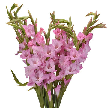 Gladiolus - Pink Lavender (5 Stems)