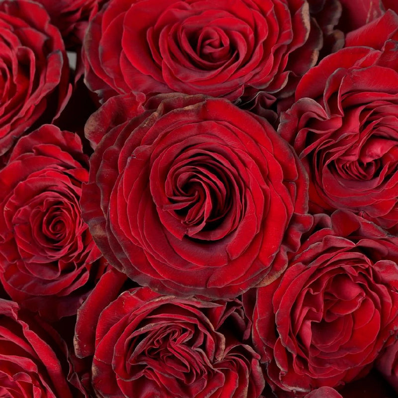 Garden Rose - Red Heart (25 Stems)