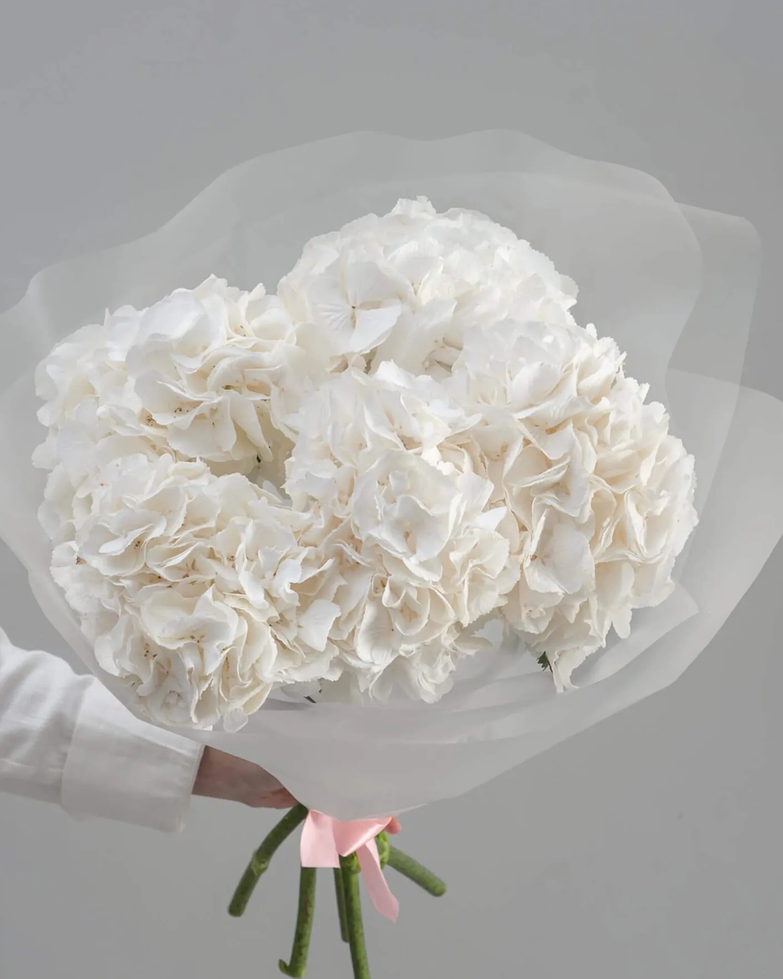 Hydrangea - Premium White ( 5 Stems )