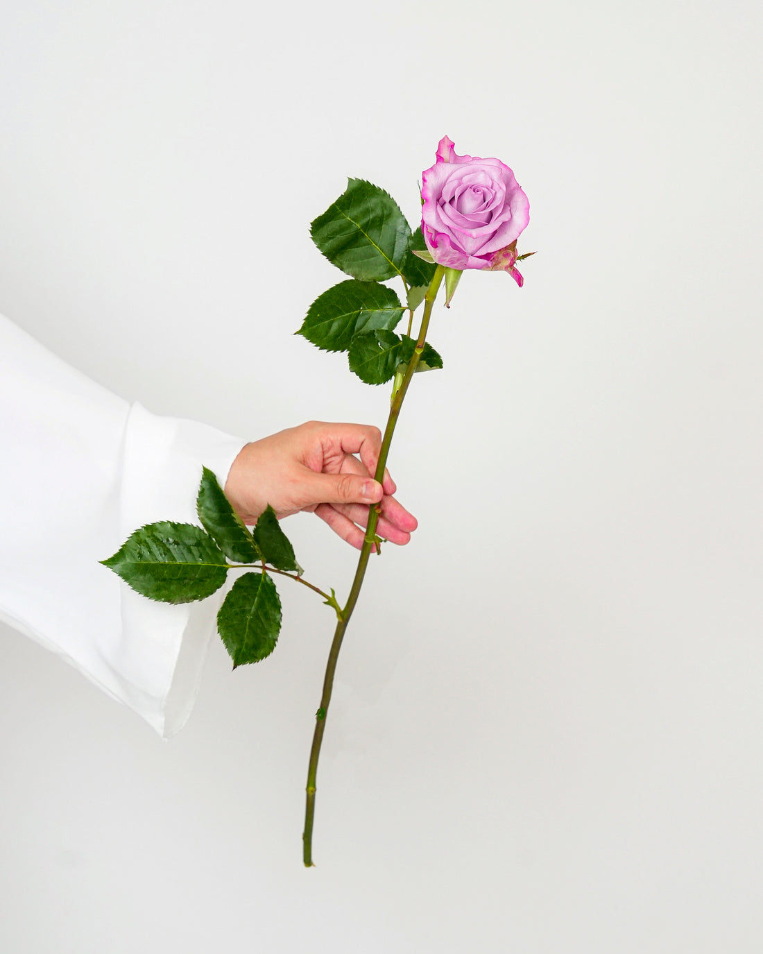 Premium Rose Deep Purple