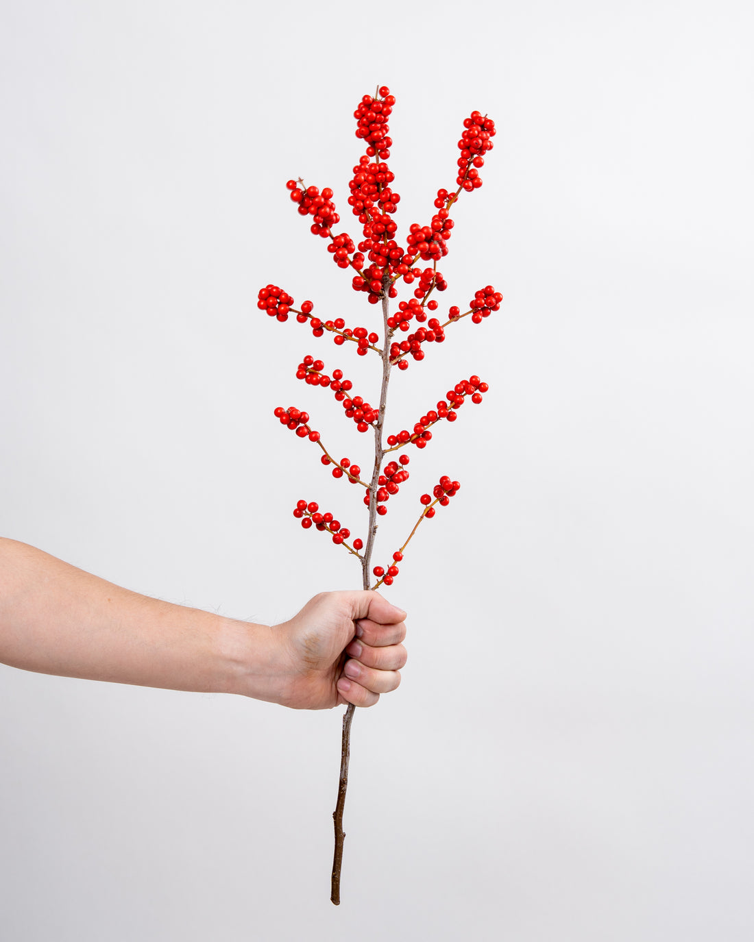 Red Ilex (Winterberry Branches)