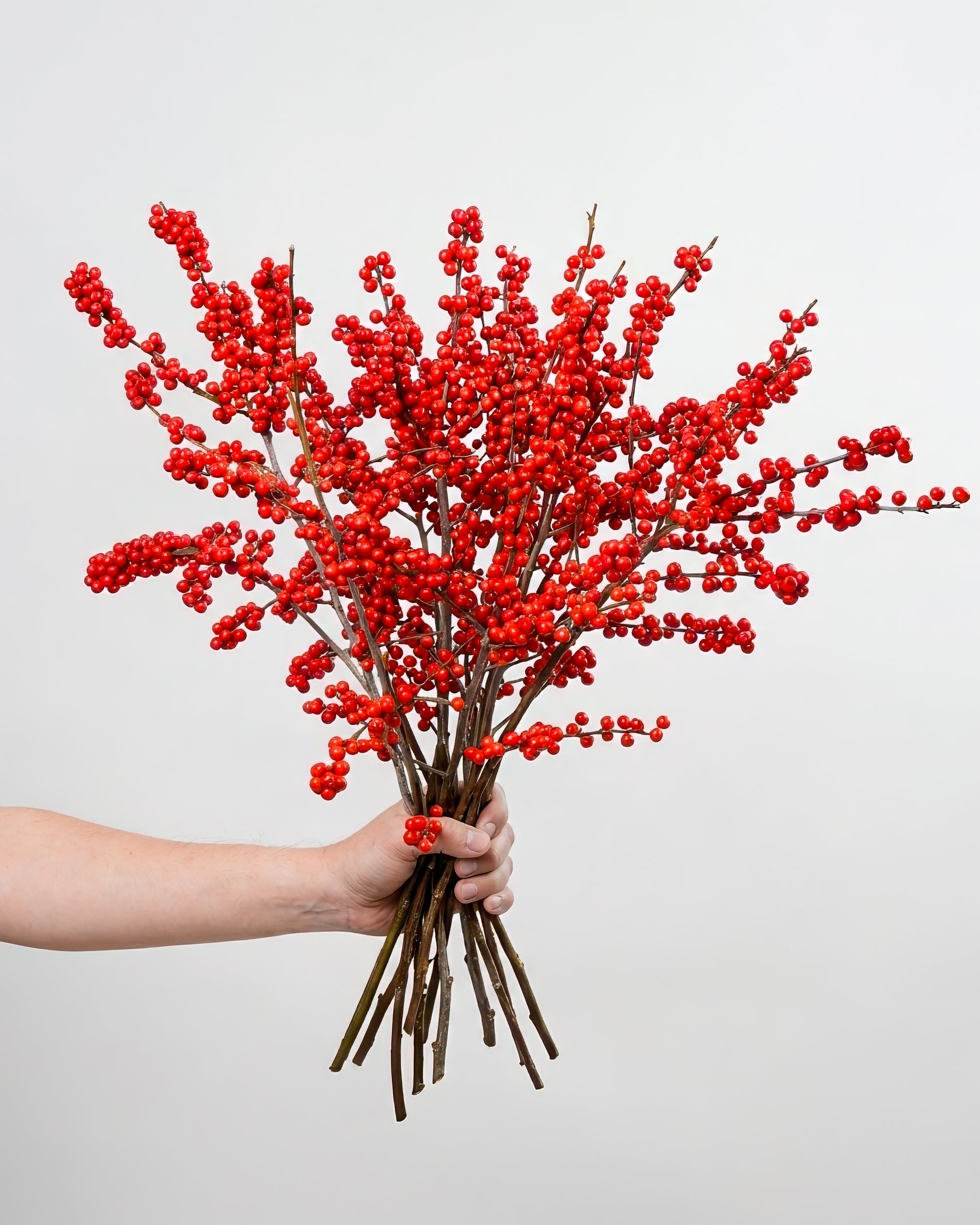 Red Ilex (Winterberry Branches)